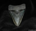 Inch Collector Grade Megalodon Tooth - Wow! #110-1